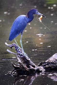 Little Blue Heron with cache