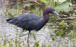 Little Blue Heron at a Rural Pondshore, Seen at a Summer&nbsp;Rekefest