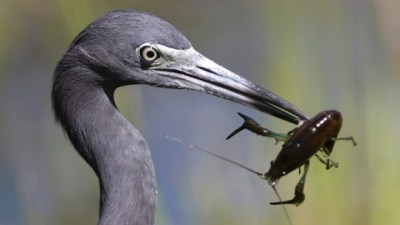 Little Blue with a Crayfish