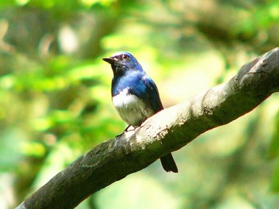 Blue-and-white Flycatcher (Cyanoptila cyanomelana) ©WikiC