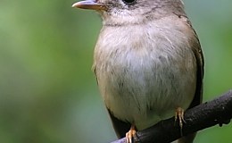 Sunday Inspiration – Chats and Old World Flycatchers&nbsp;I