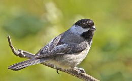 Four More Volumes Activated (48) – Birds Illustrated&nbsp;Serial