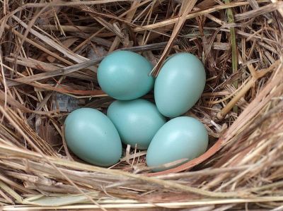 Common Starling (Sturnus vulgaris) Eggs ©WikiC