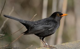 Do Birds Truly Make Music? – Creation&nbsp;Moments