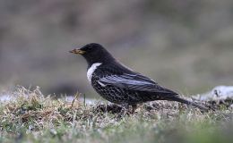 Avian And Attributes –&nbsp;Ring