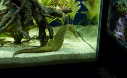 How The Seahorse Got Its Square Tail –&nbsp;Re-post