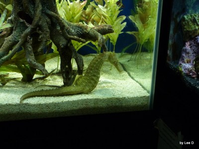 Seahorse at Lowry Park Zoo by Lee
