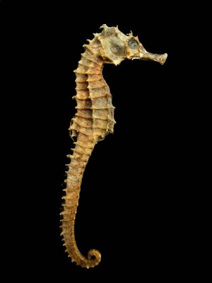 Seahorse Skeleton Macro ©WikiC
