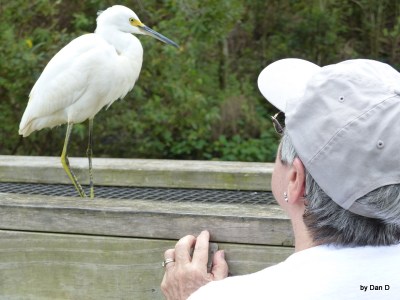 Snowy Egret and Lee Gatorland by Dan