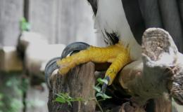 Birds of the Bible – Eagle Hair and Bird&nbsp;Claws