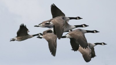 Canada Goose (Branta canadensis) ©WikiC
