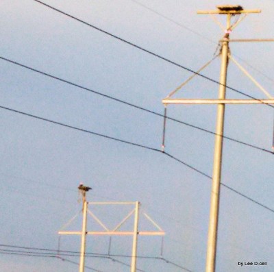 Bald Eagle on Old Bartow Road - cropped