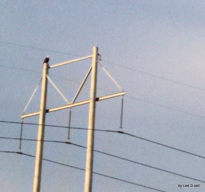 Bald Eagle on Old Bartow Road - cropped