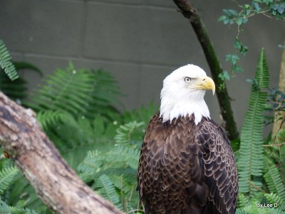 Bald Eagle Lowry Park Zoo 12-31-15 by Lee