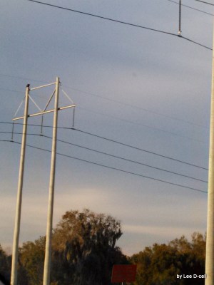 Bald Eagle on Old Bartow Rd