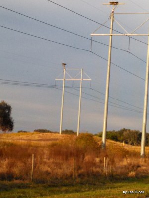 Bald Eagle on Old Bartow Rd