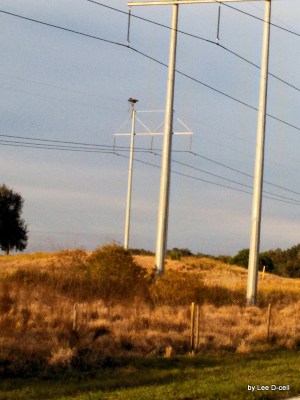 Bald Eagle on Old Bartow Rd