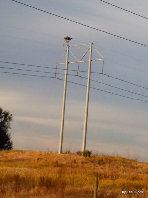 Bald Eagle on Old Bartow Rd