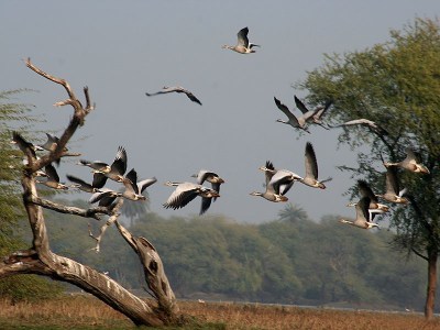 Bar-headed Goose (Anser indicus)