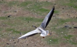 Christ’s Providence Is Clearly Seen in Bird&nbsp;Migrations