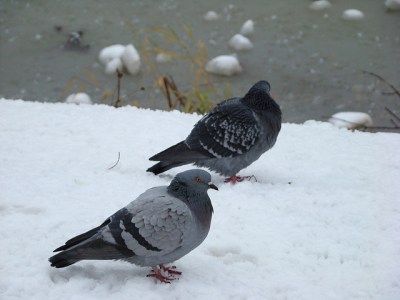 Rock Dove (Columba livia) ©Flickr Andrey