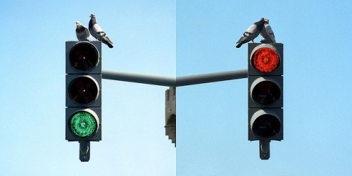 Rock Dove (Columba livia) ©Flickr Oleg Sidorenko