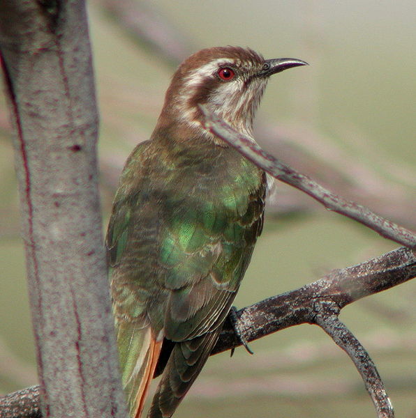 Horsfield's Bronze Cuckoo (Chrysococcyx basalis) by Tom Tarrant