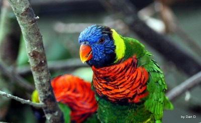 Rainbow Lorikeet by Dan