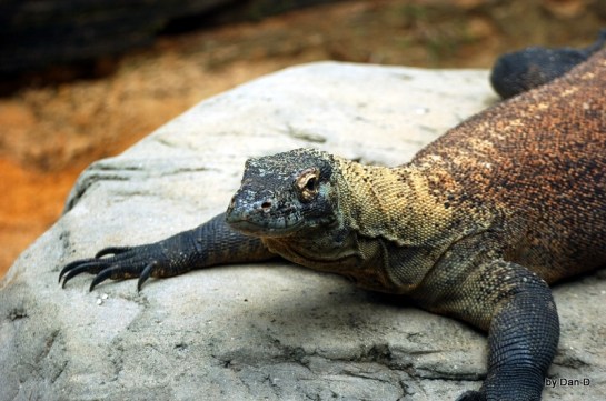 Komodo Dragon by Dan