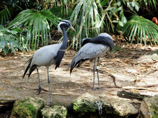 Demoiselle Crane Lowry Park Zoo 12-31-15 by Lee