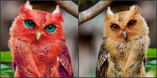 False - A Rare Red Owl - Snopes_com