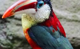 Birds of the Bible – Who Colored These&nbsp;Originally?