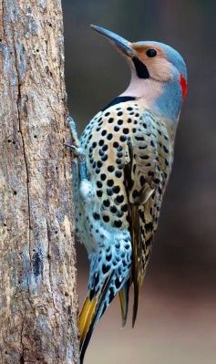 False - Flicker from Pinterest by Spykee