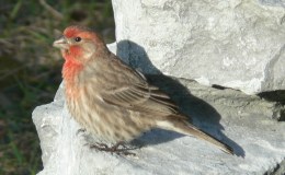 Ted and Red – By Emma&nbsp;Foster