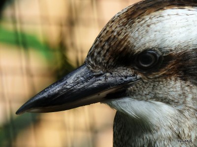 Kookaburra Lowry Park Zoo 12-31-15 by Lee