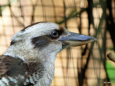 Kookaburra Lowry Park Zoo 12-31-15 by Lee 
