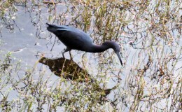 Lord’s Avian Wonders – Little Blue Heron –&nbsp;Searching