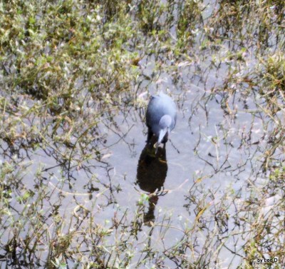 Little Blue Heron with catch at S. Lake Howard Park