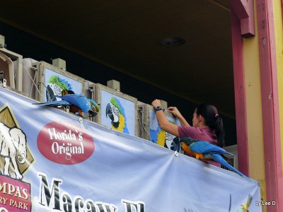 Macaw Flyover Lowry Park Zoo 12-31-15 by Lee
