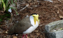 Bible Birds – Masked&nbsp;Lapwing