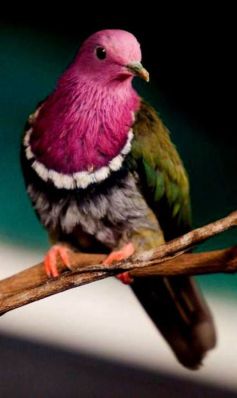 Nicobar Pigeon - False