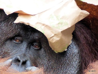 Mom Orangutan looking out and weary.