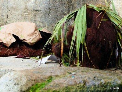 Mom and Papa Orangutan