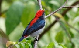 Sunday Inspiration – Dippers, Leafbirds and&nbsp;Flowerpeckers