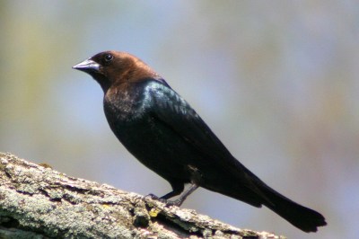Brown-headed Cowbird (Molothrus ater) ©WikiC