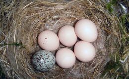 Birds of the Bible – Parable of the&nbsp;Nest