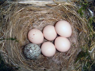 Brown-headed Cowbird (Molothrus ater) Egg in Eastern Phoebe Nest ©WikiC