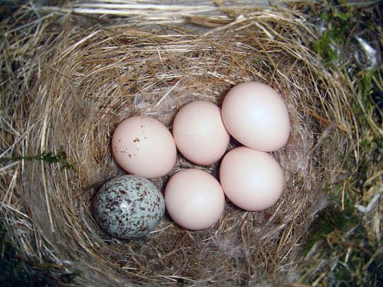 Brown-headed Cowbird (Molothrus ater) Egg in Eastern Phoebe Nest ©WikiC