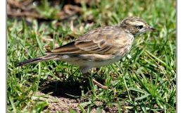 Ian’s Bird of the Week – New Zealand&nbsp;Pipit