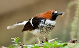 Chats and Old World Flycatchers&nbsp;III